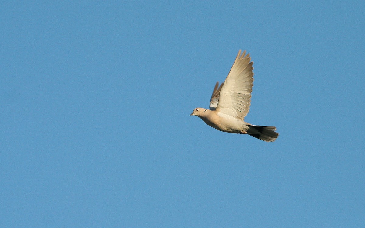 Eurasian Collared-Dove - Uku Paal