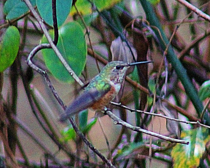 Rufous Hummingbird - ML294855711