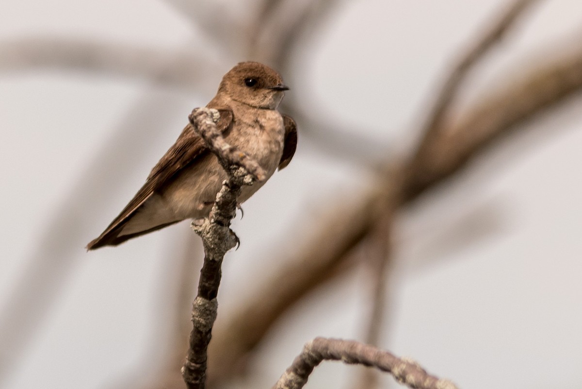 Northern Rough-winged Swallow - ML294858051