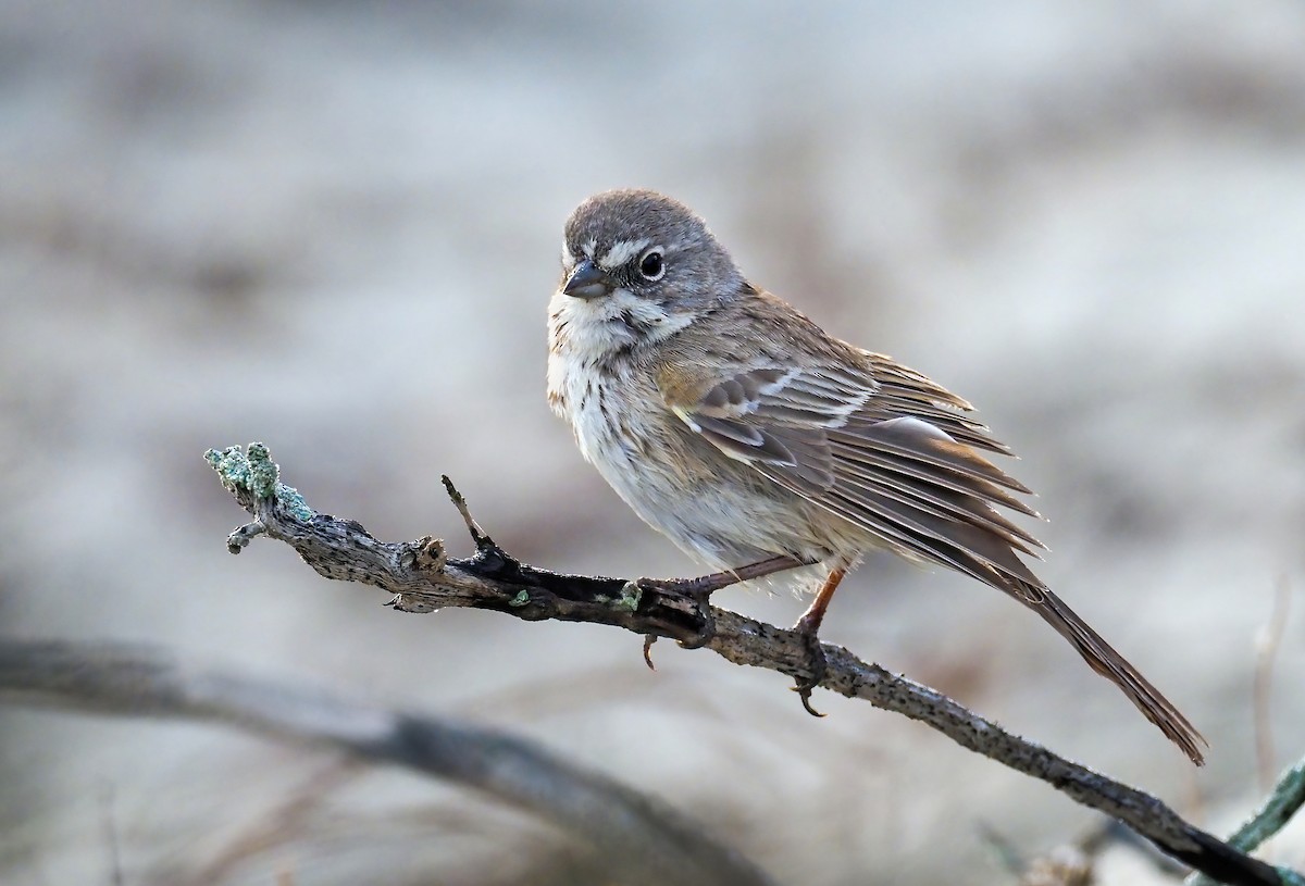 Bell's Sparrow (cinerea) - ML294858901
