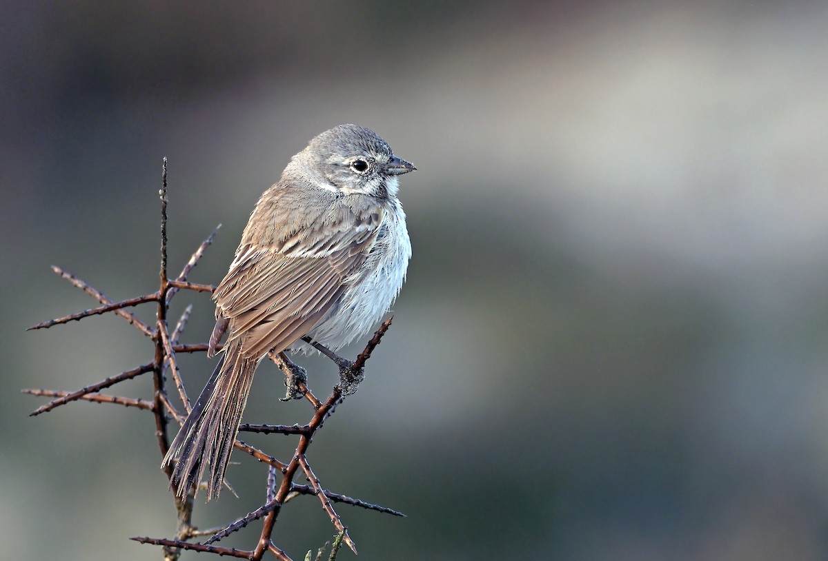 Bell's Sparrow (cinerea) - ML294859311