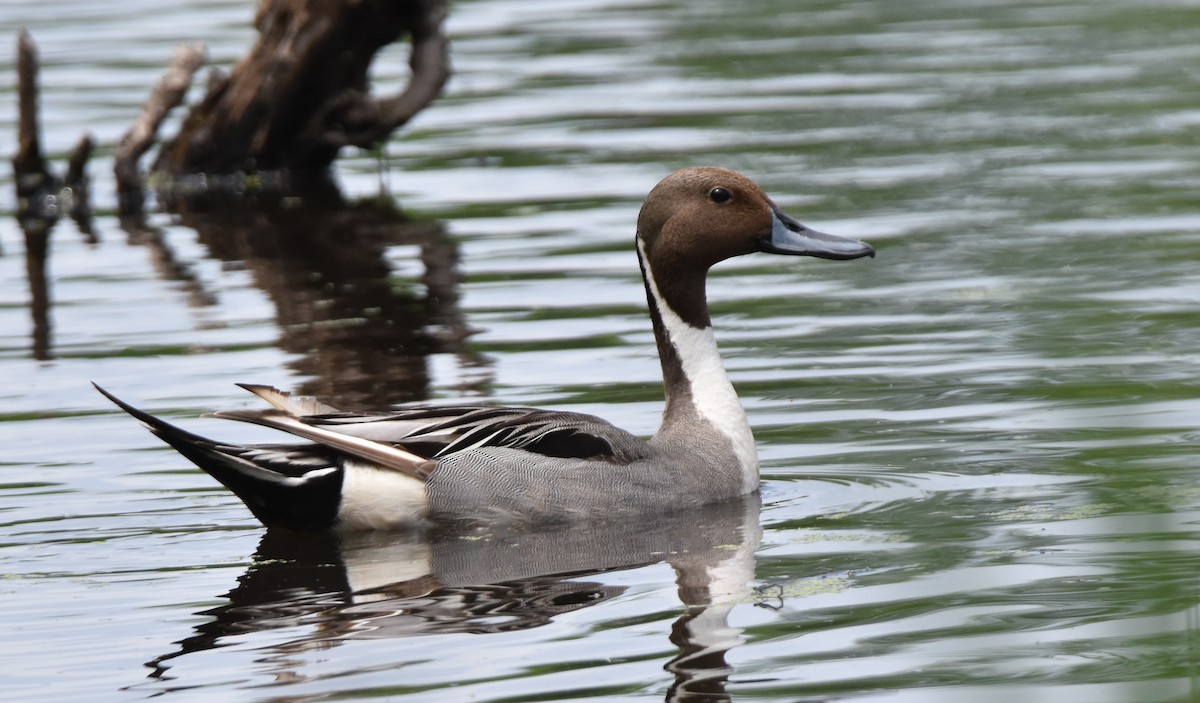 Northern Pintail - Paul Clifford