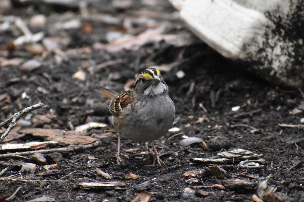 White-throated Sparrow - ML294865241