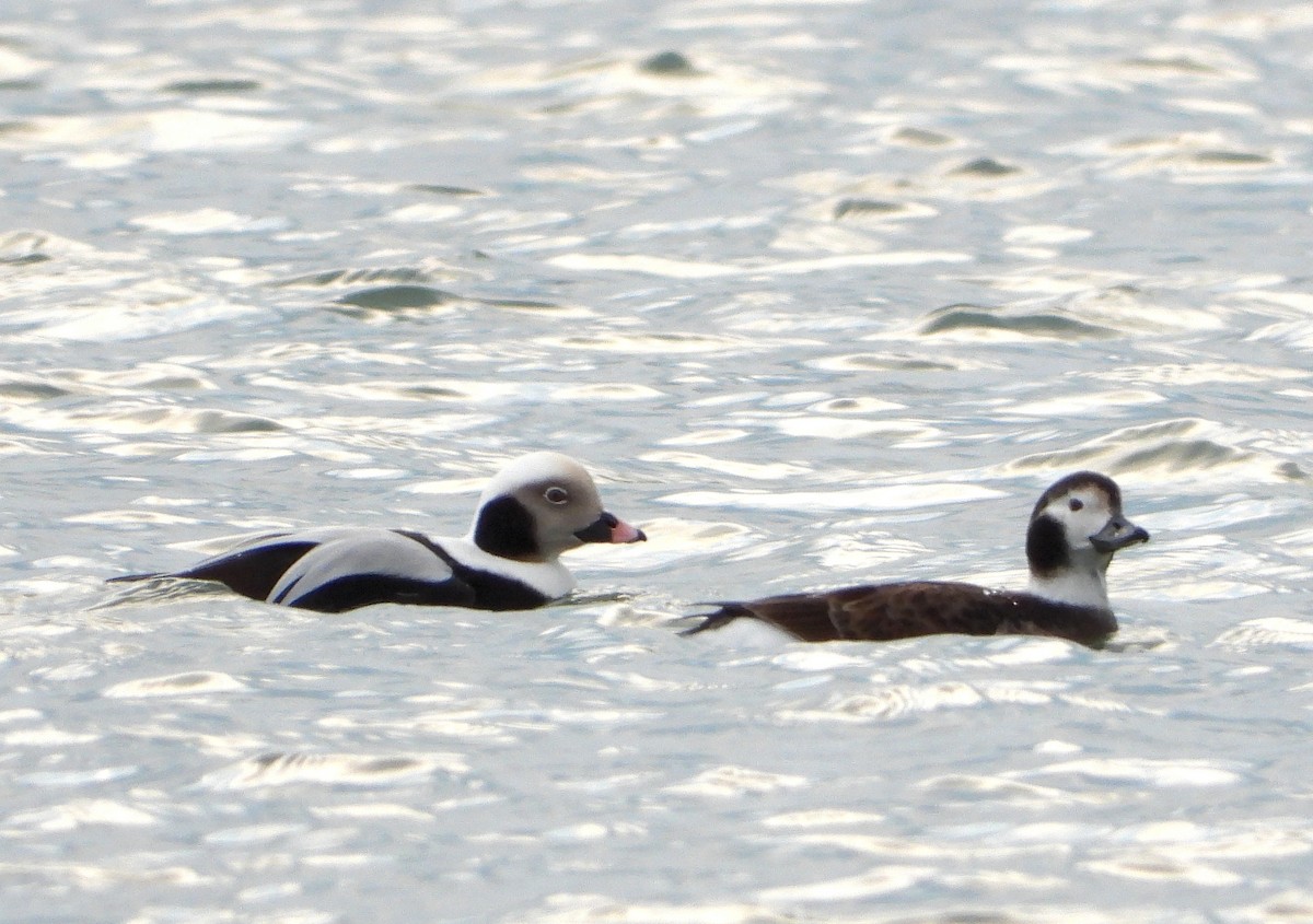 Long-tailed Duck - ML294866241