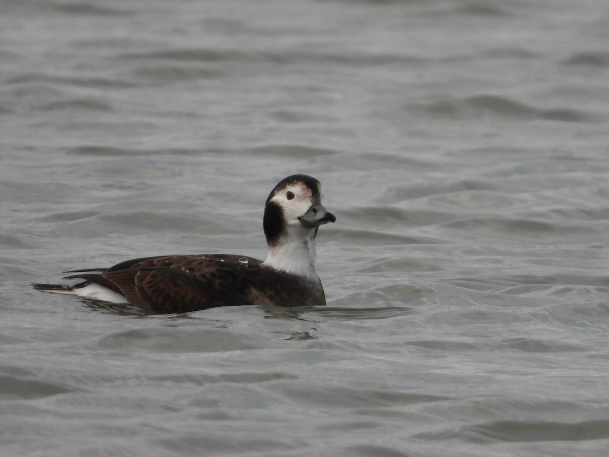 Long-tailed Duck - ML294866381