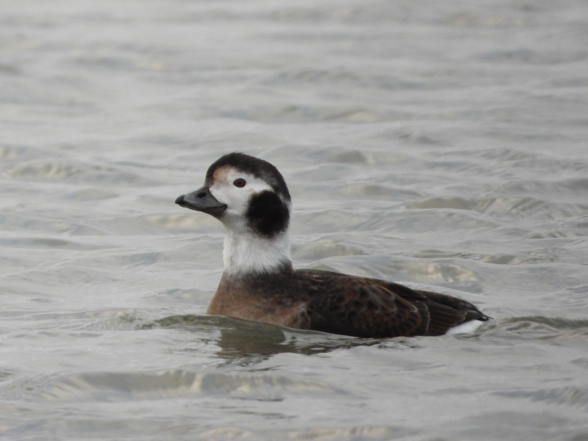 Long-tailed Duck - ML294866421