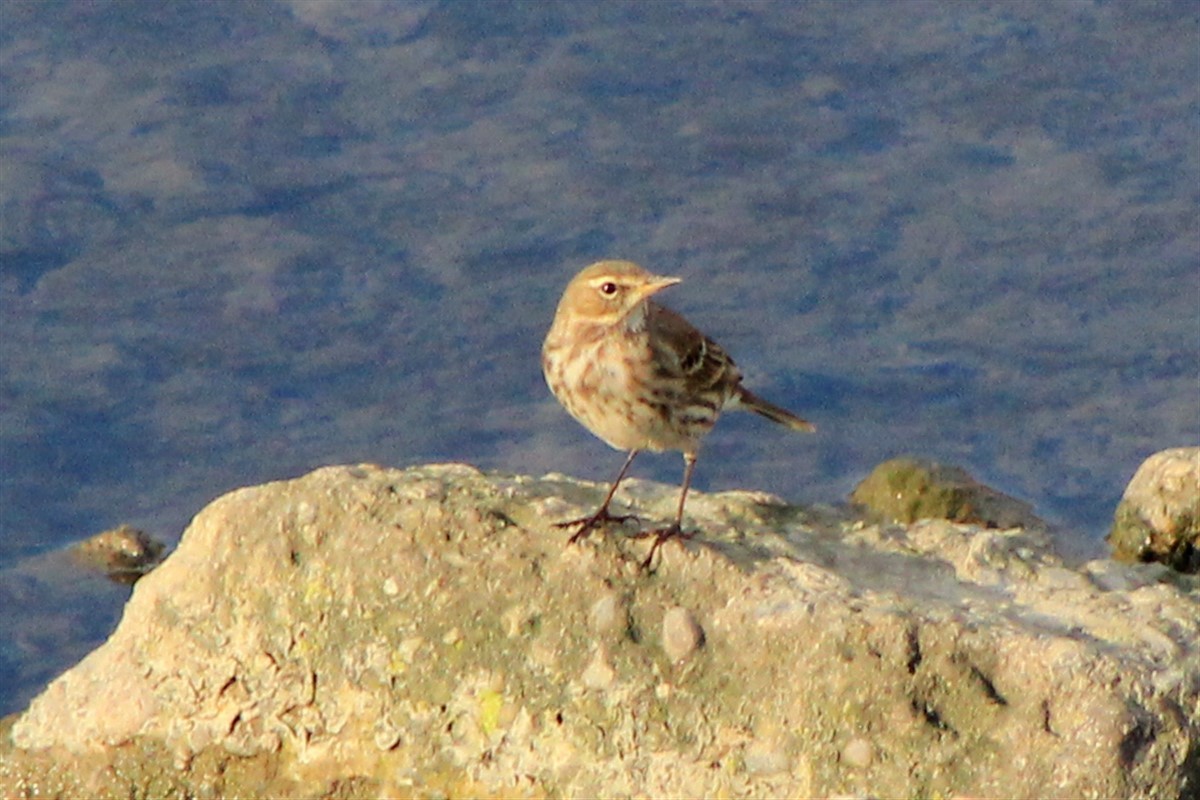 Water Pipit - ML294875861