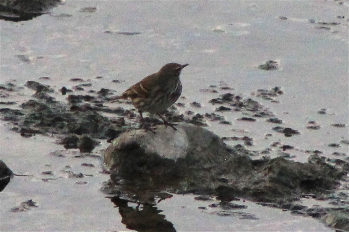 Water Pipit - ML294875871