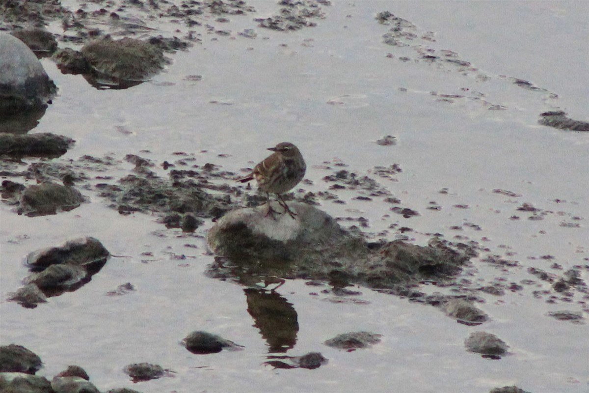 Water Pipit - ML294875881