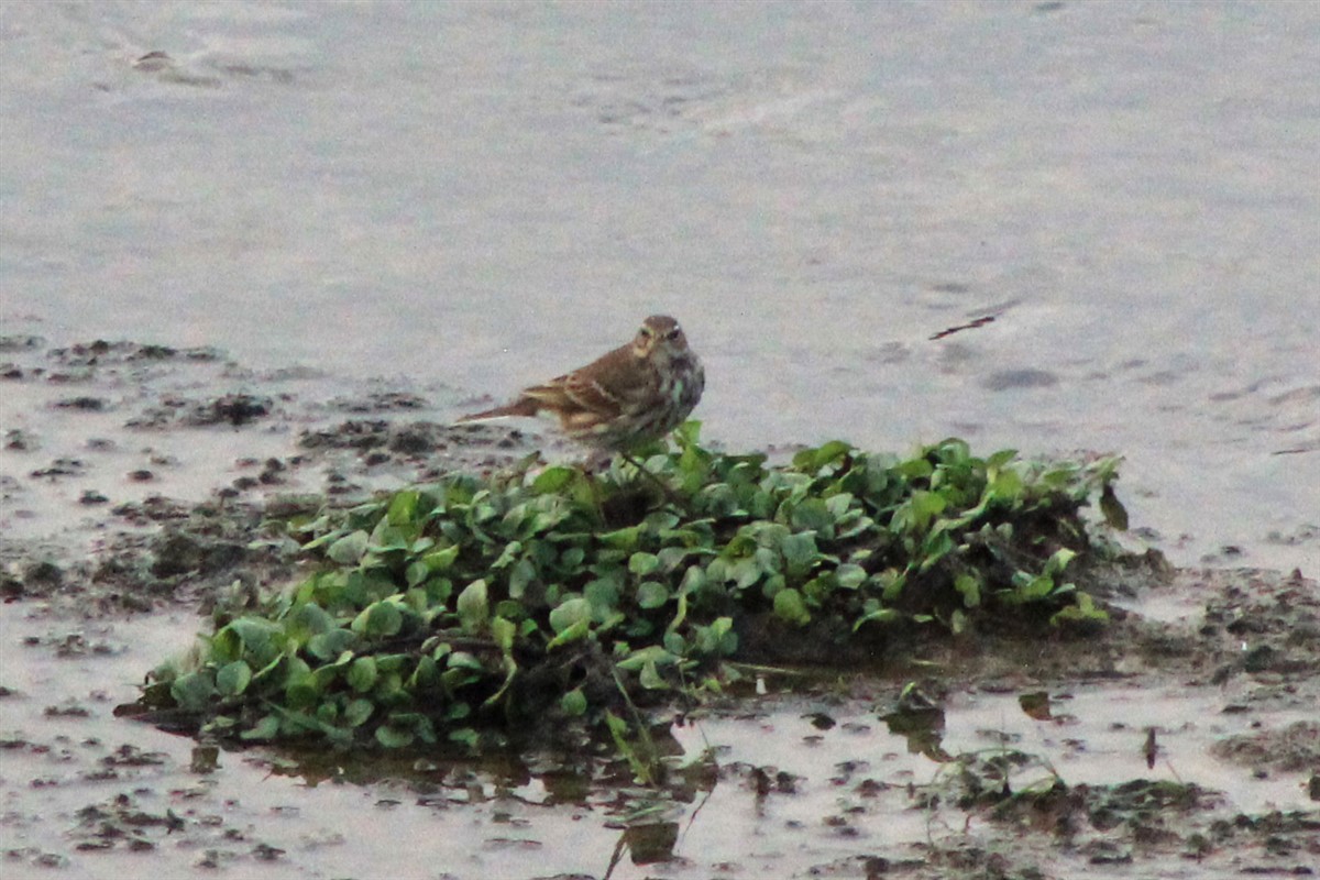 Water Pipit - ML294875891