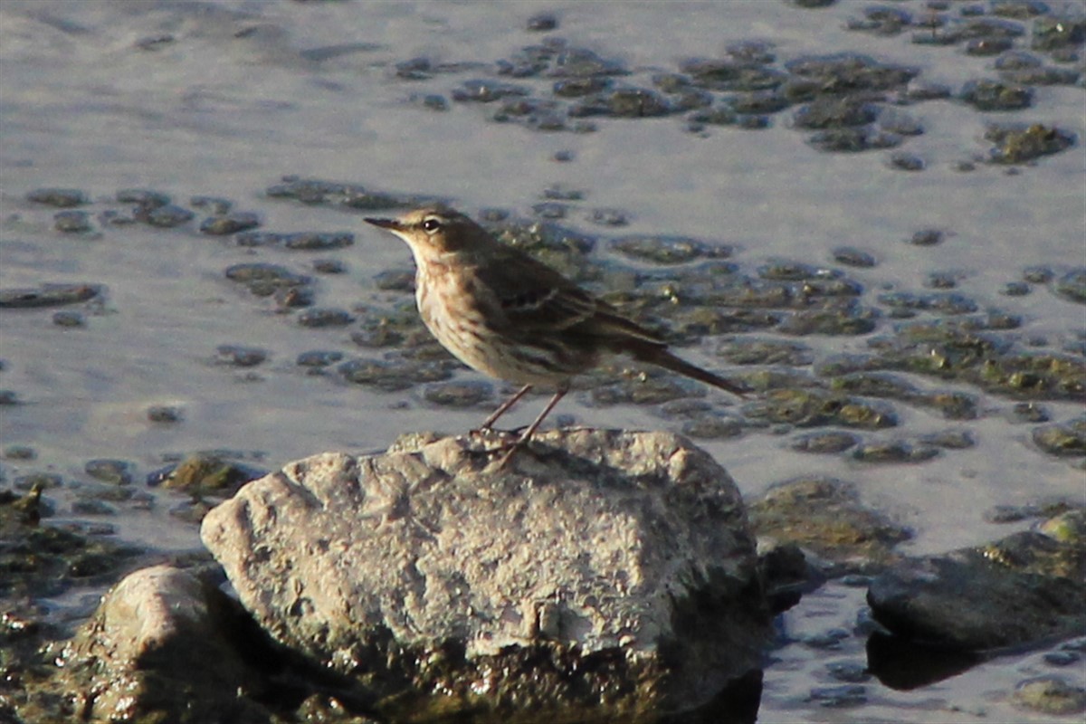 Water Pipit - ML294875901
