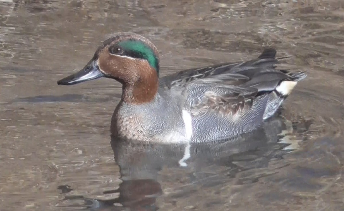 Green-winged Teal - ML294876261