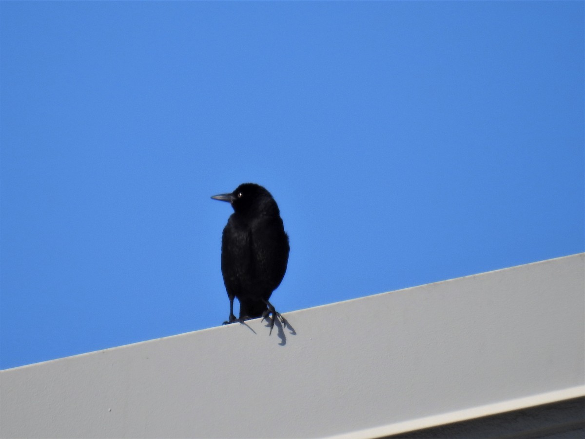 Great-tailed Grackle - ML294877391