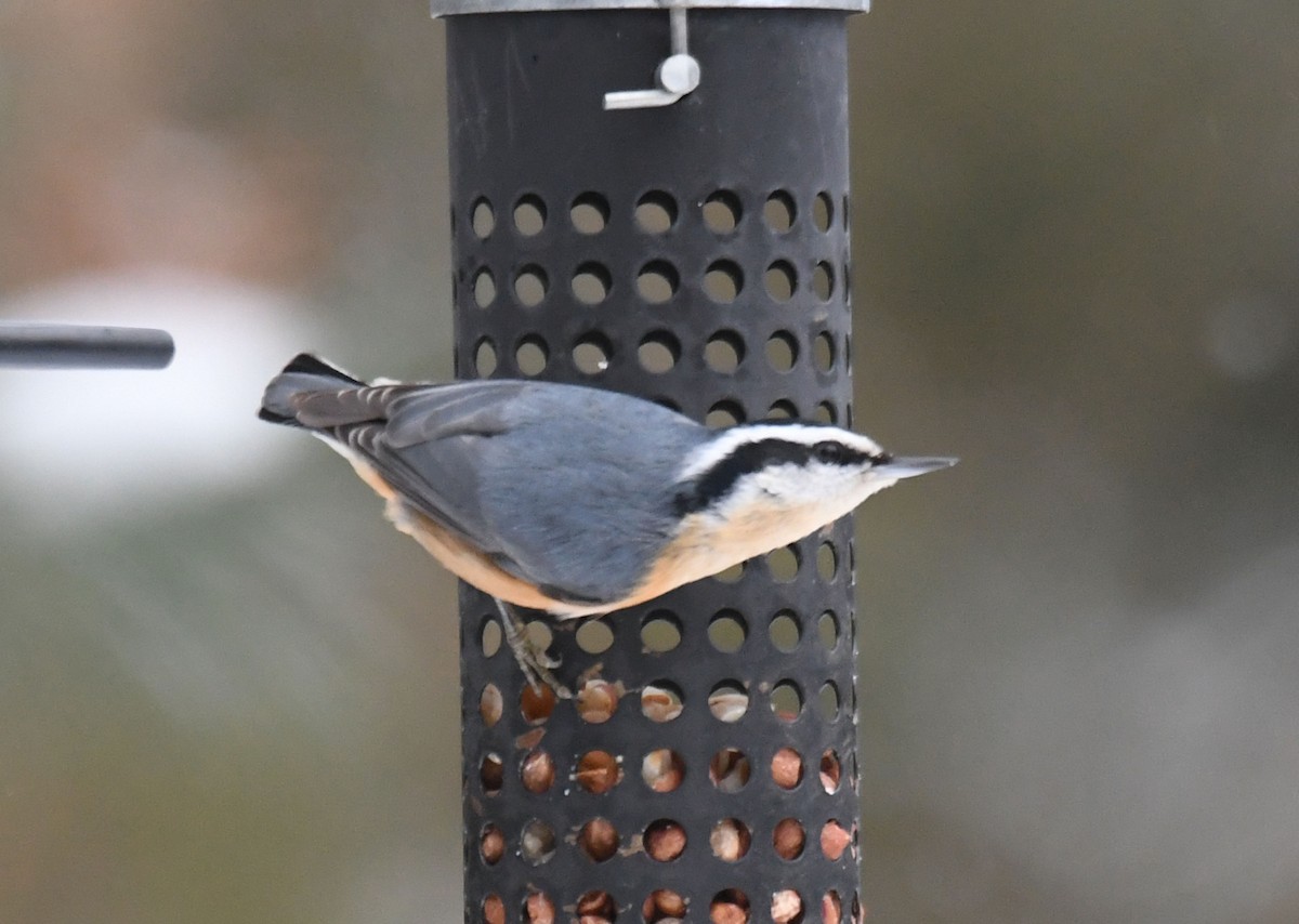 Red-breasted Nuthatch - ML294877581