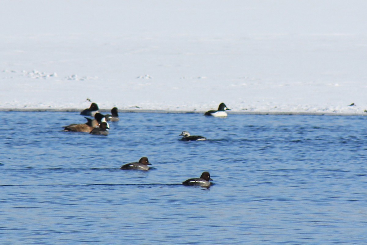 Long-tailed Duck - ML294886411