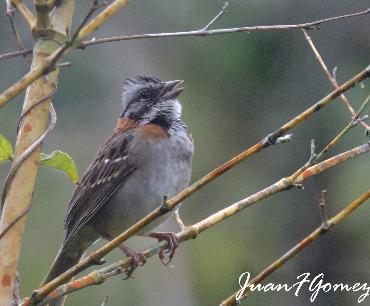 Rufous-collared Sparrow - Juan Fernando Gomez Castro