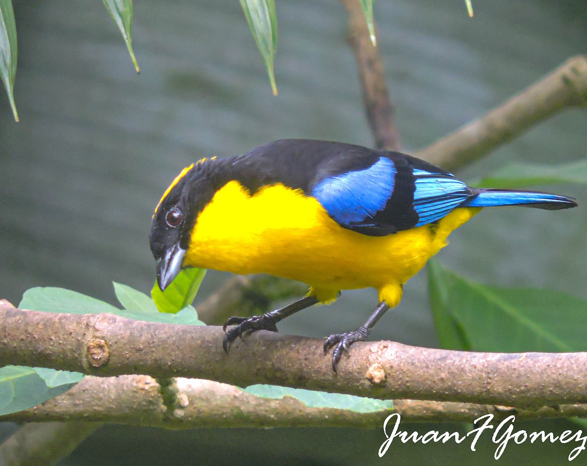 Blue-winged Mountain Tanager - ML294887511