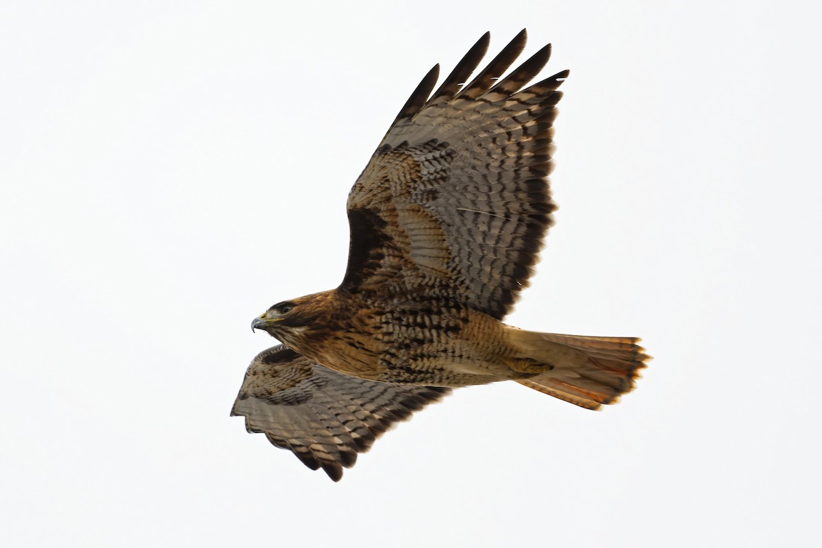 Red-tailed Hawk - ML294889231