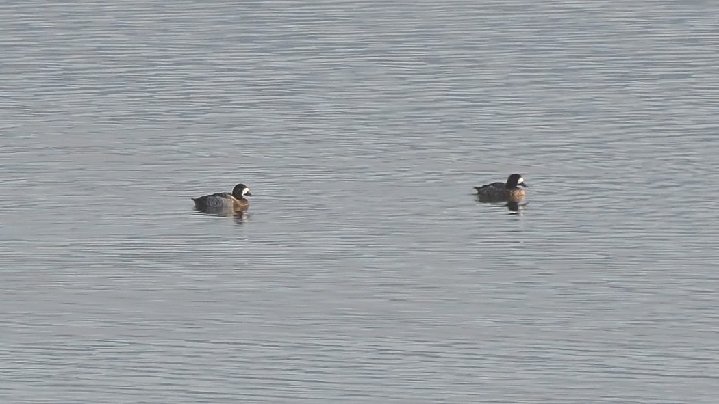 Greater Scaup - ML294891351