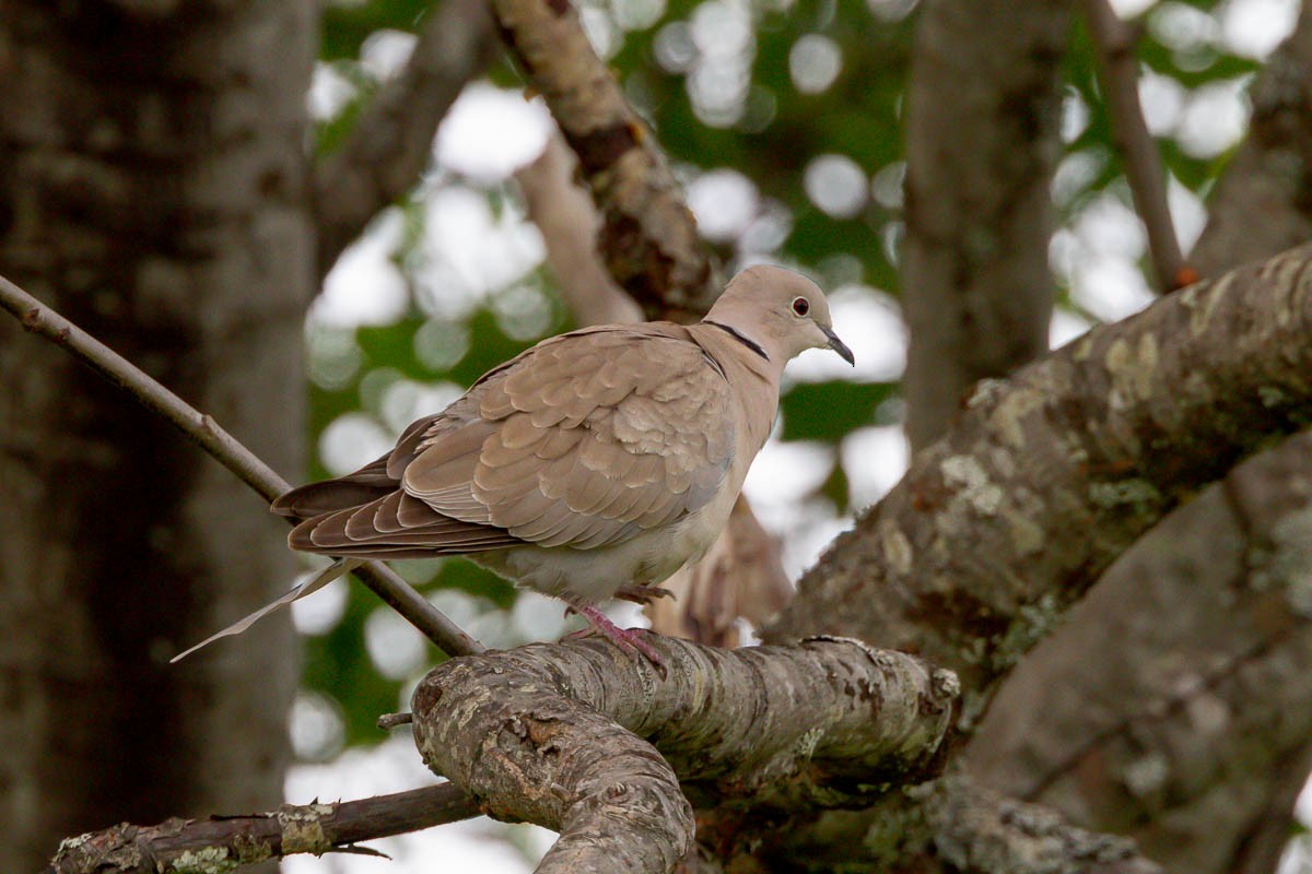 Eurasian Collared-Dove - Ron Horn