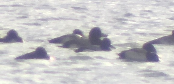 Greater Scaup - ML294901671