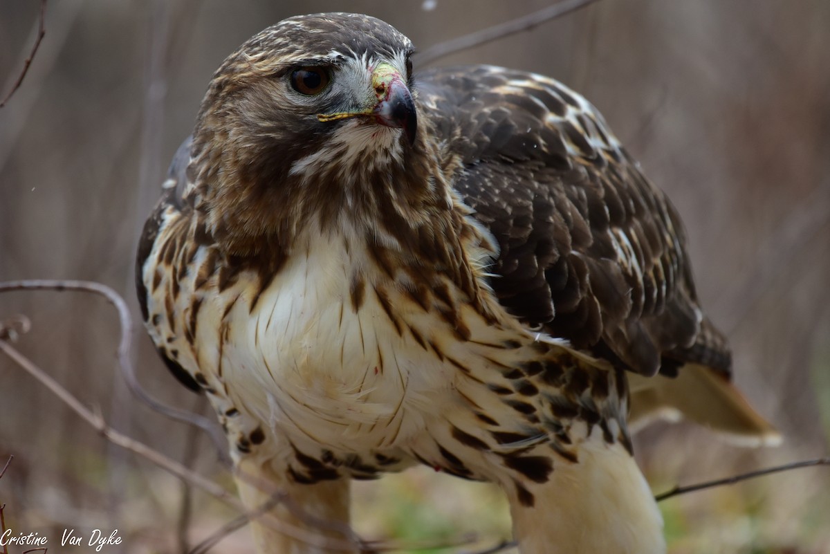 Red-tailed Hawk - Cristine Van Dyke