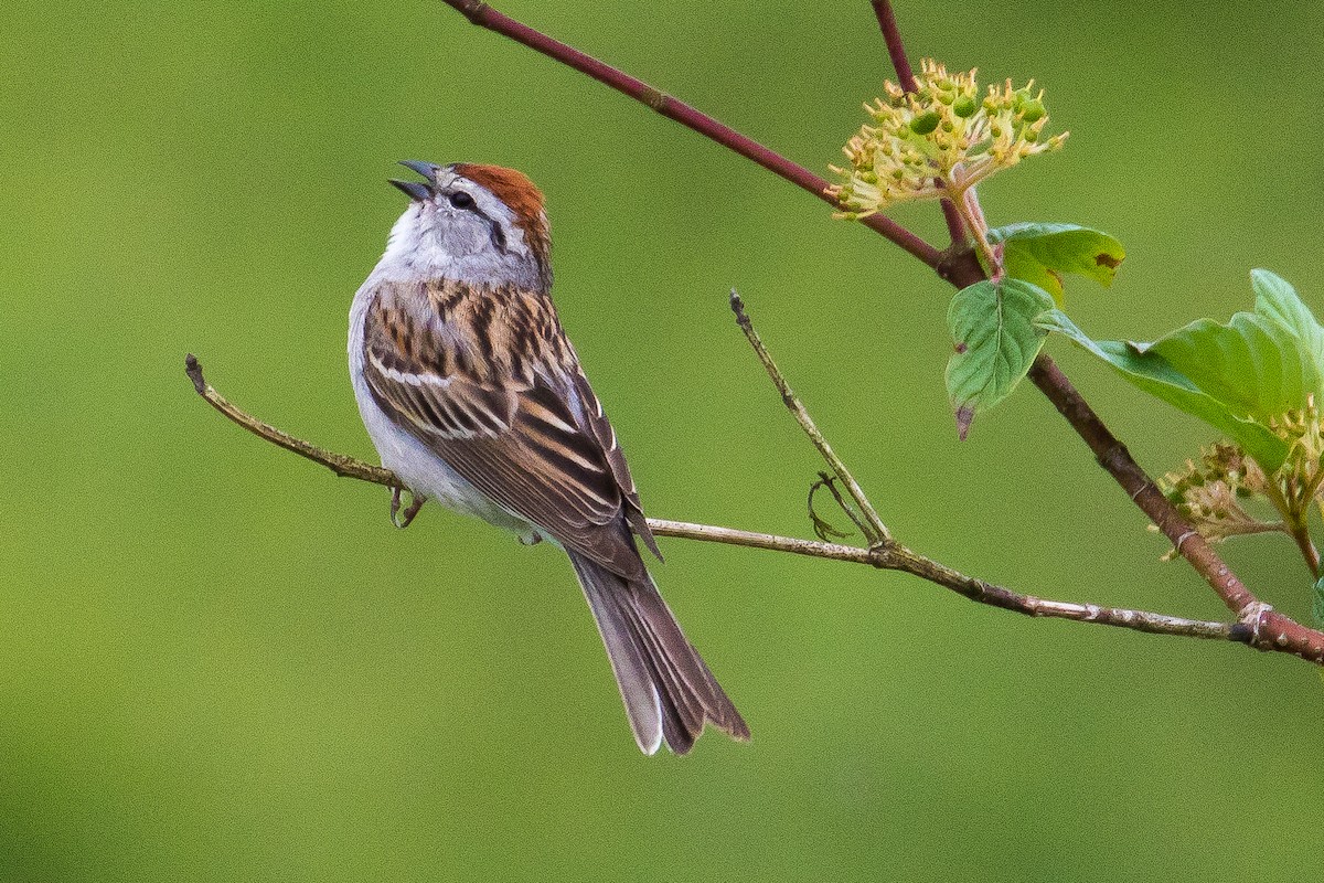 Chipping Sparrow - ML29490321