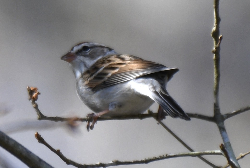 Chipping Sparrow - Cyndy Hardaker