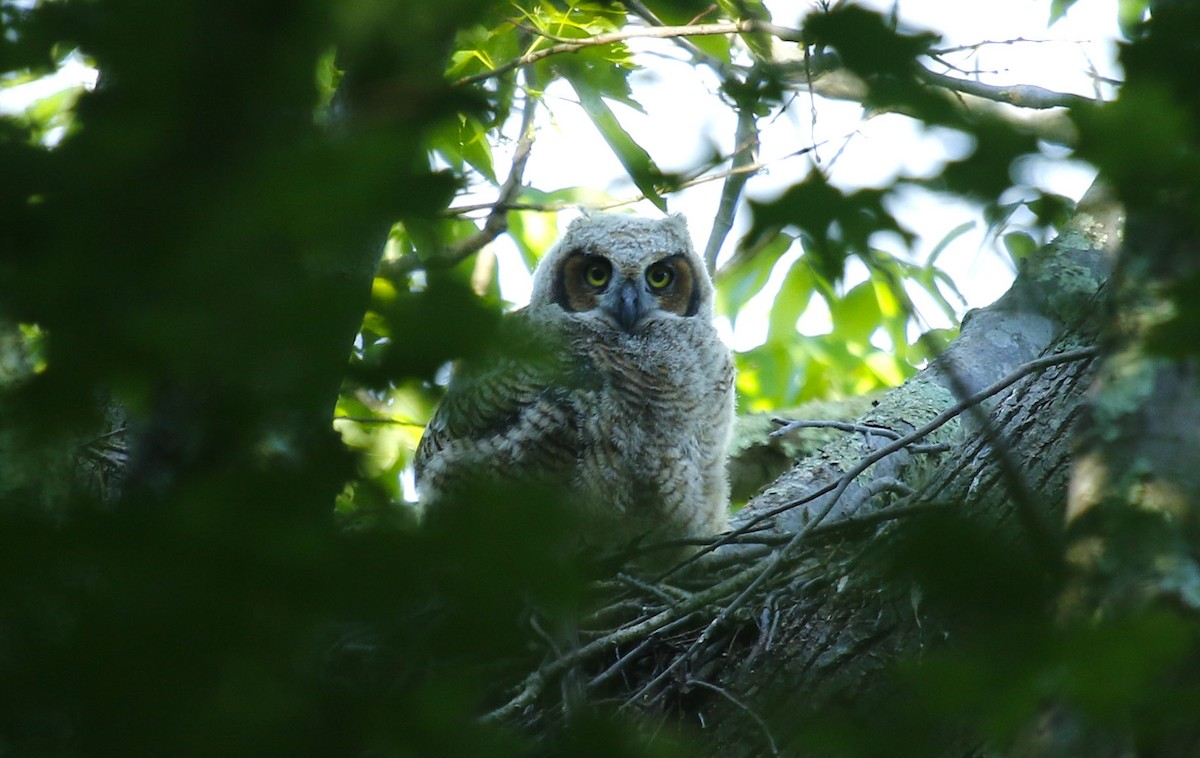 Great Horned Owl - ML29491551