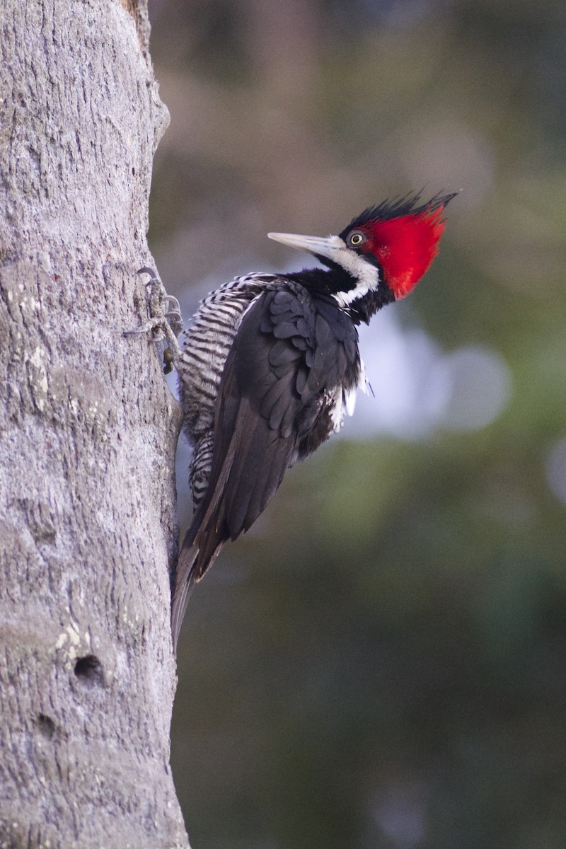 Crimson-crested Woodpecker - Daniel Field