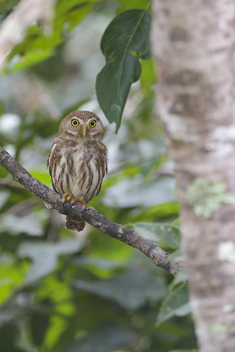 Ferruginous Pygmy-Owl - ML294916981