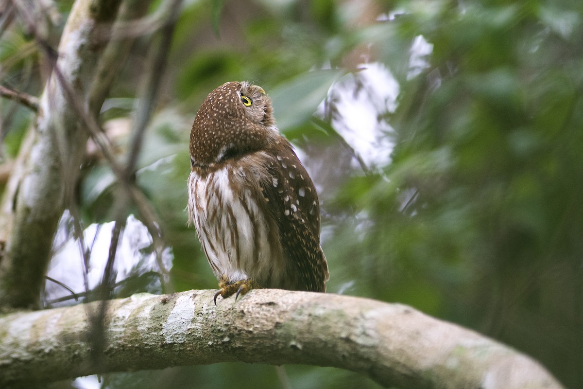 Ferruginous Pygmy-Owl - ML294917051