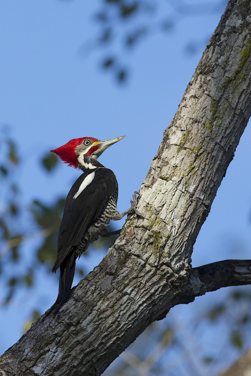 Lineated Woodpecker - Daniel Field