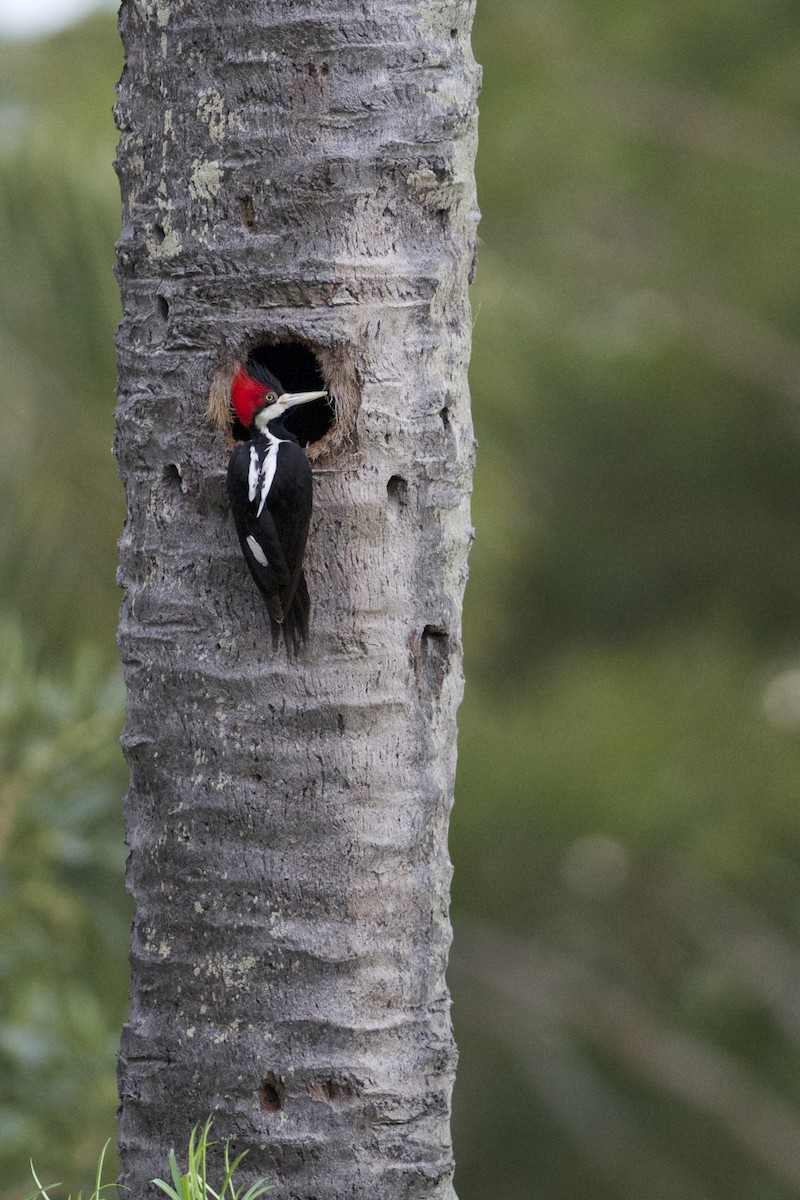 Crimson-crested Woodpecker - ML294917921