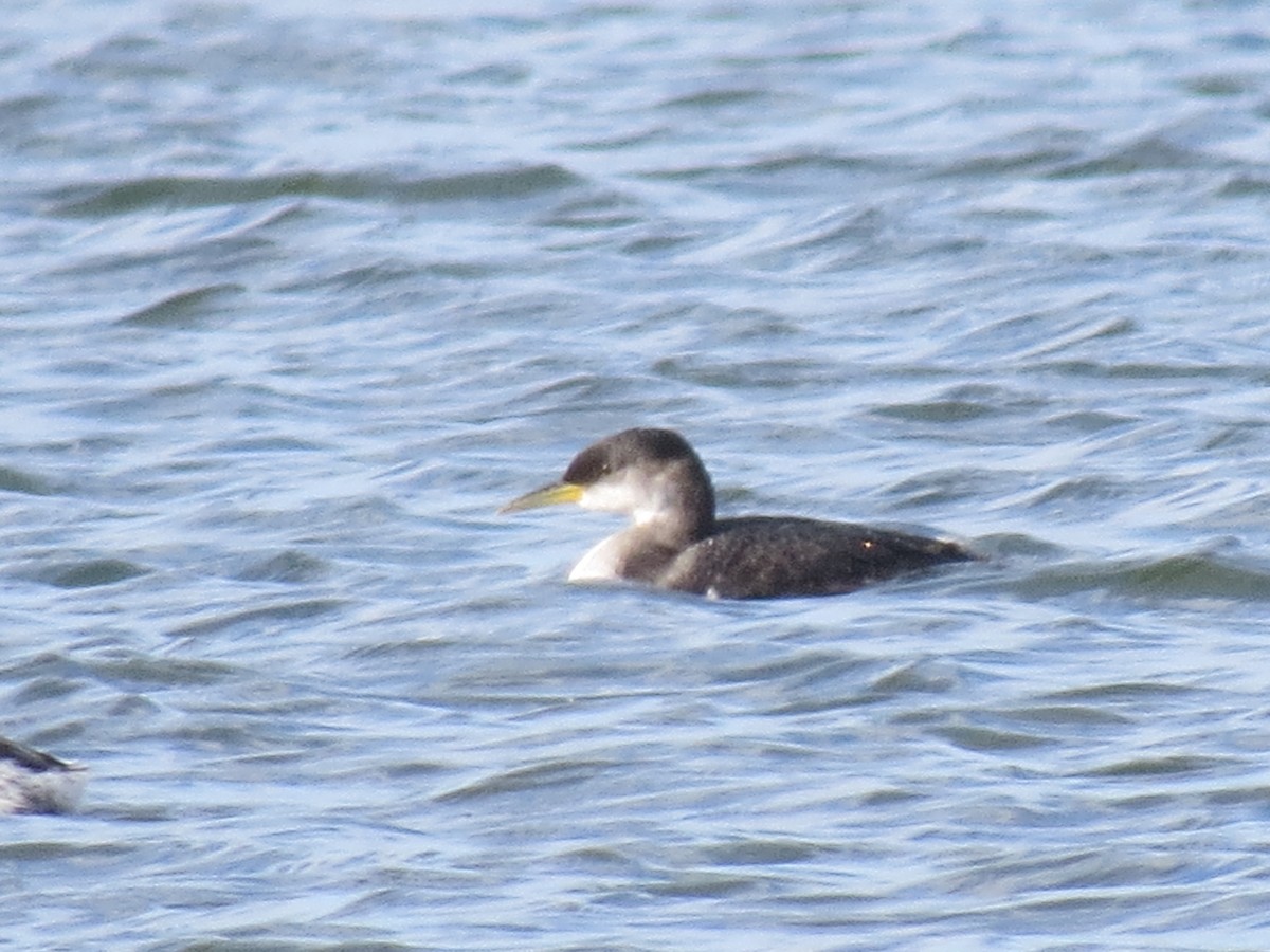 Red-necked Grebe - ML294923301