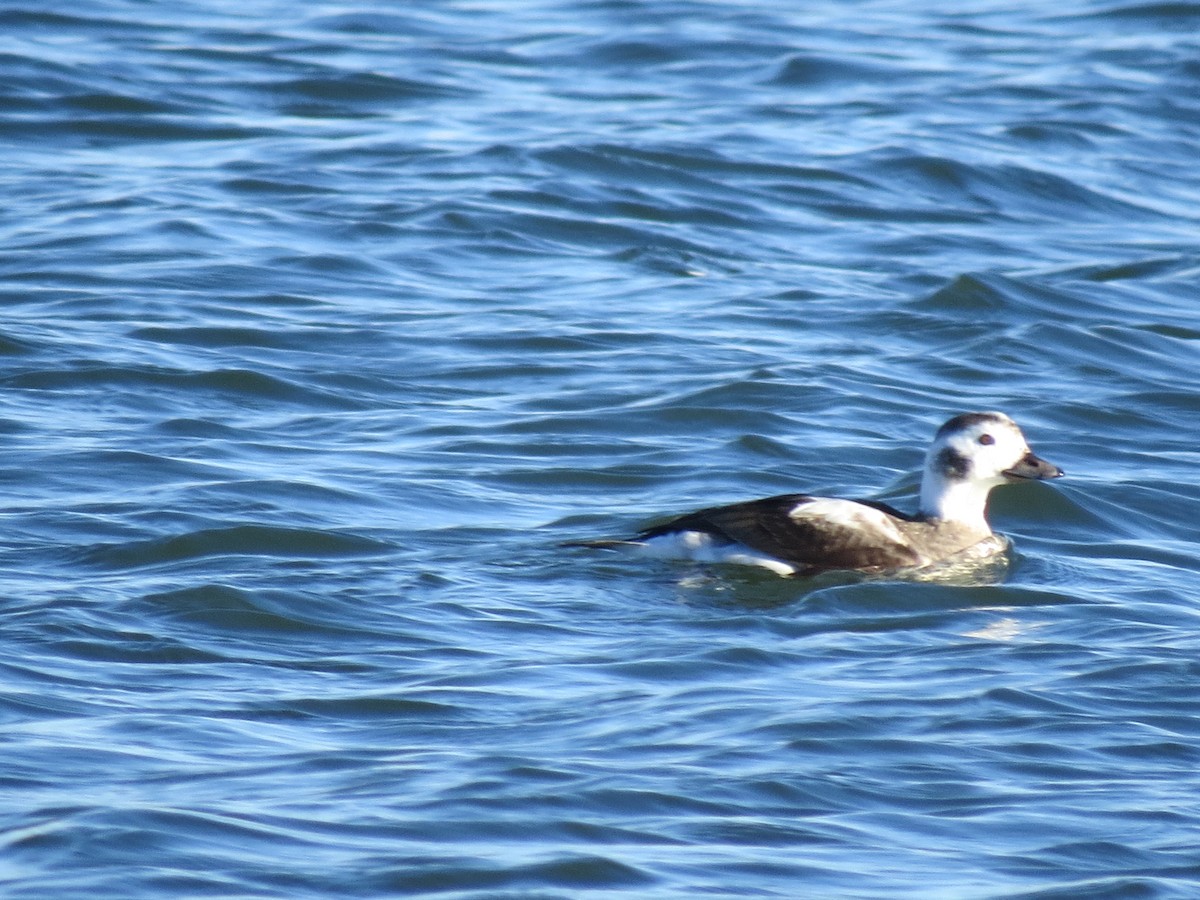 Long-tailed Duck - ML294923561