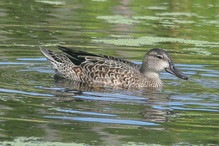 Blue-winged Teal - ML294924311