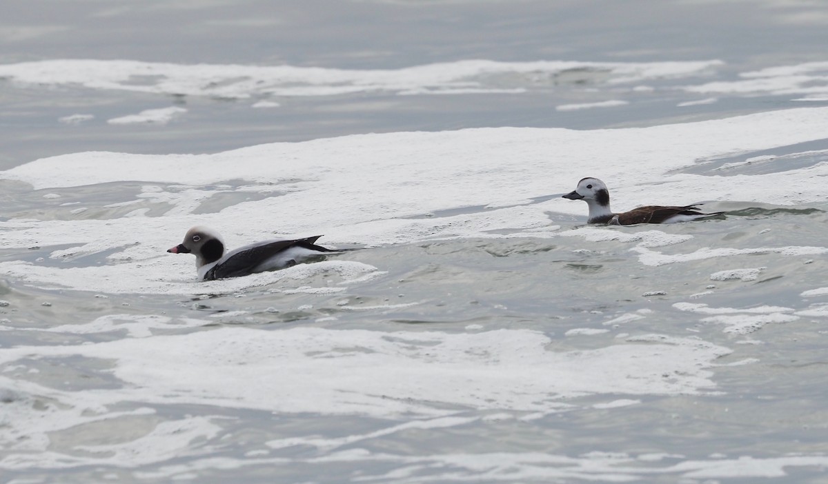 Long-tailed Duck - ML294929371