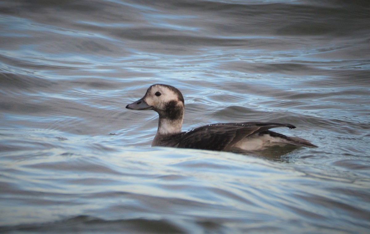 Long-tailed Duck - ML294929501