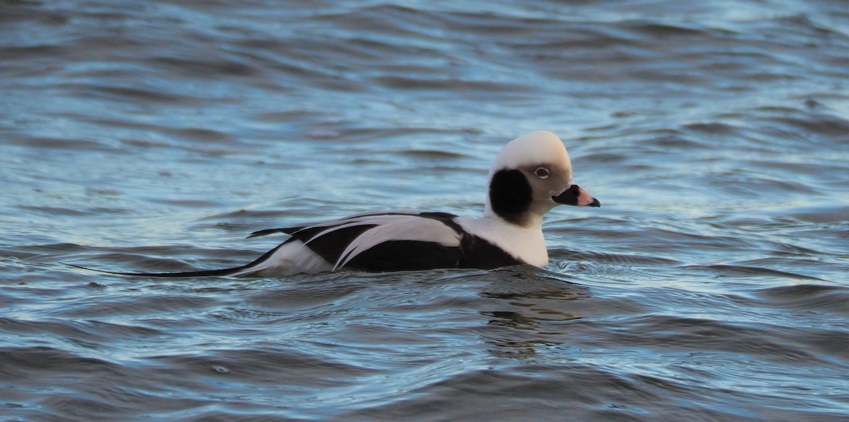 Long-tailed Duck - ML294929511