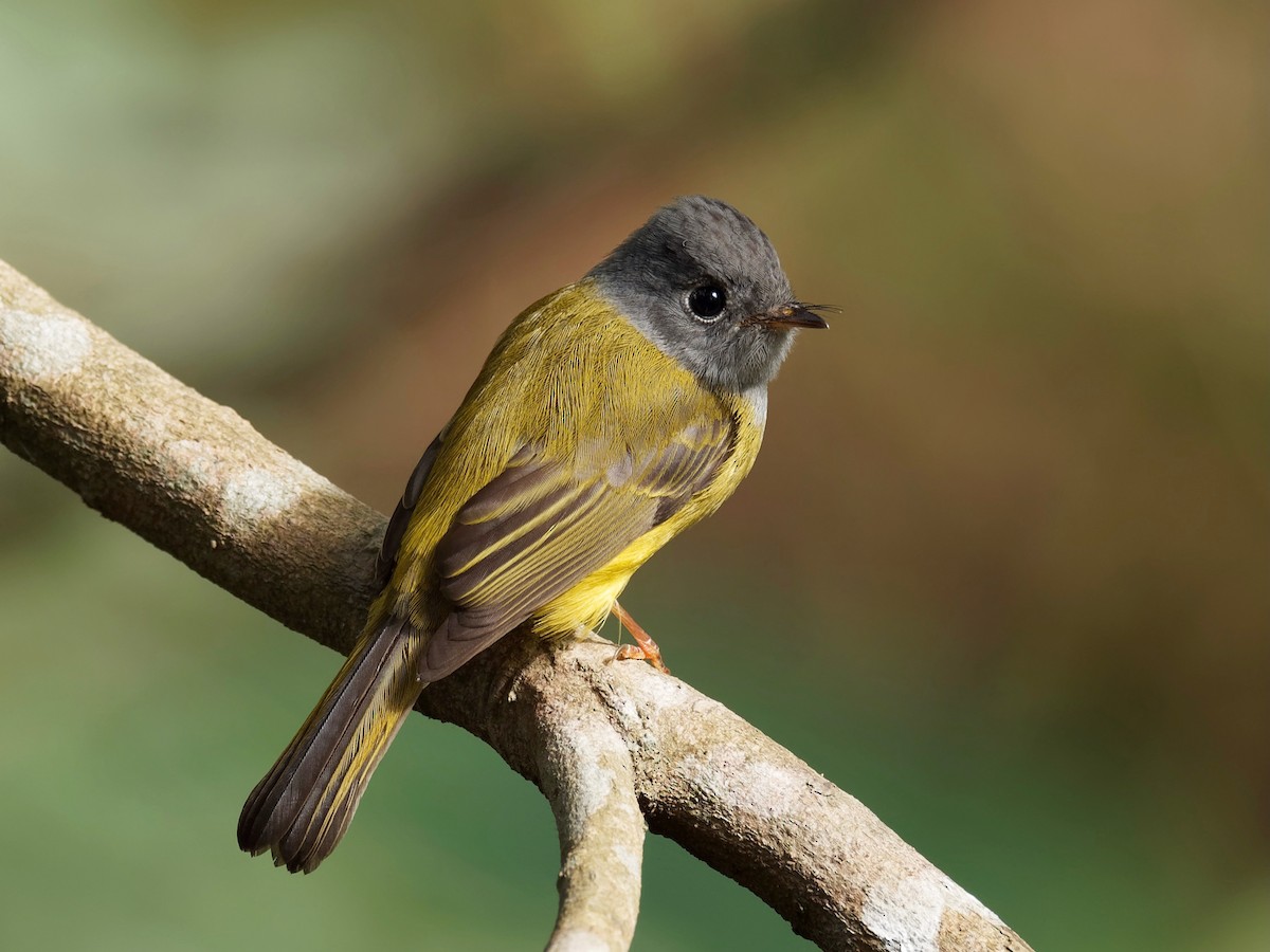 Gray-headed Canary-Flycatcher - ML294930841