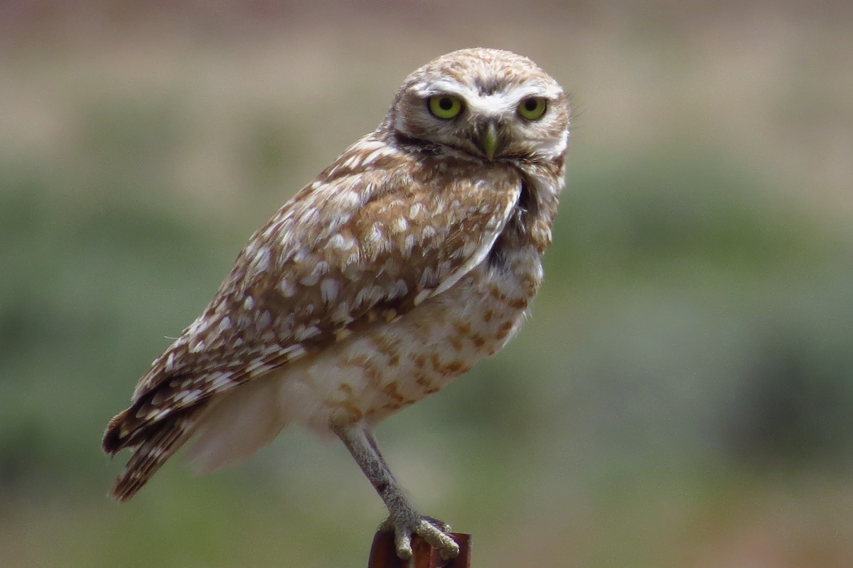 Burrowing Owl - Lauri Taylor