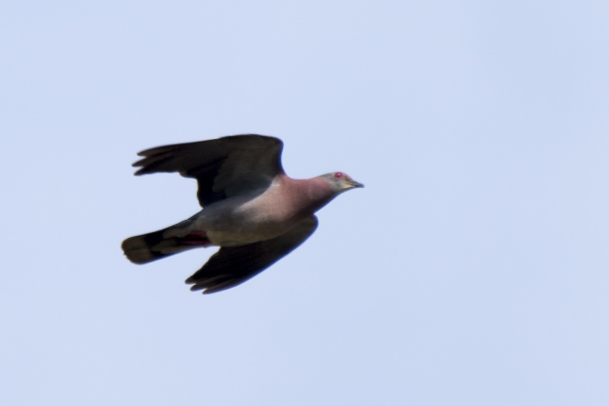 Pale-vented Pigeon - ML294933501