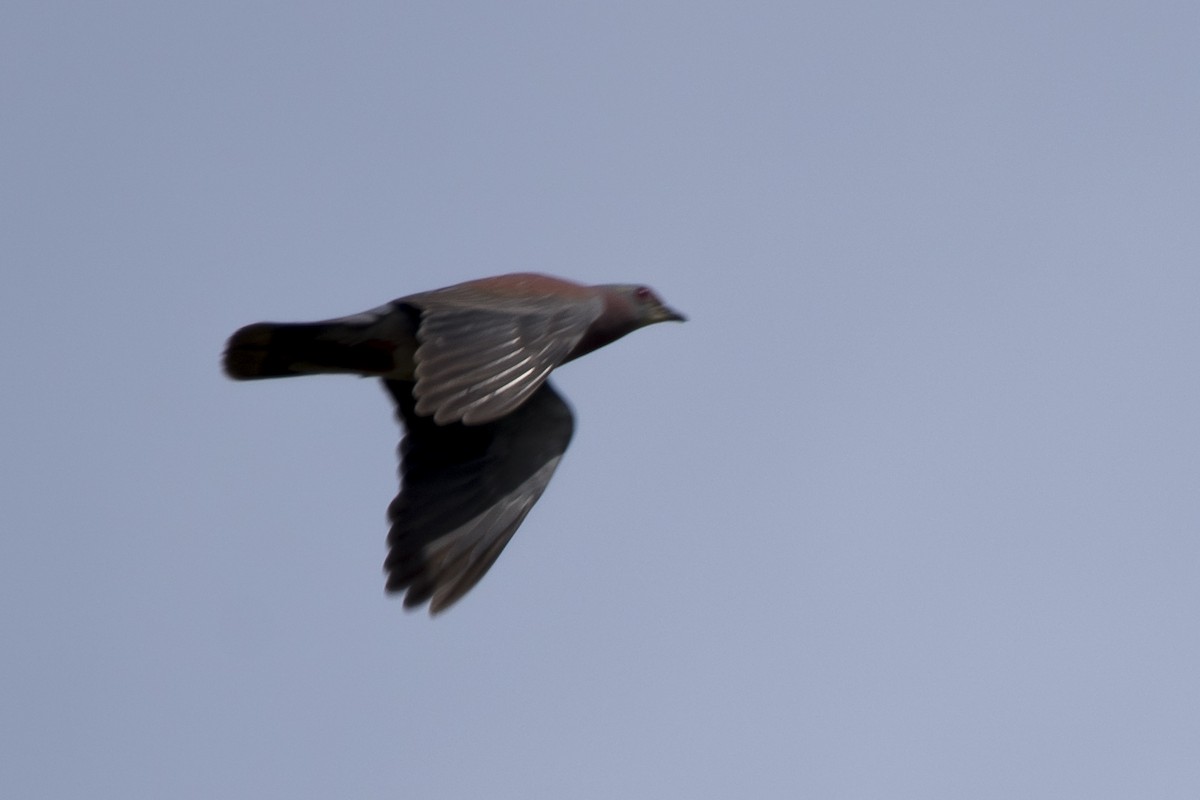 Pale-vented Pigeon - ML294933521