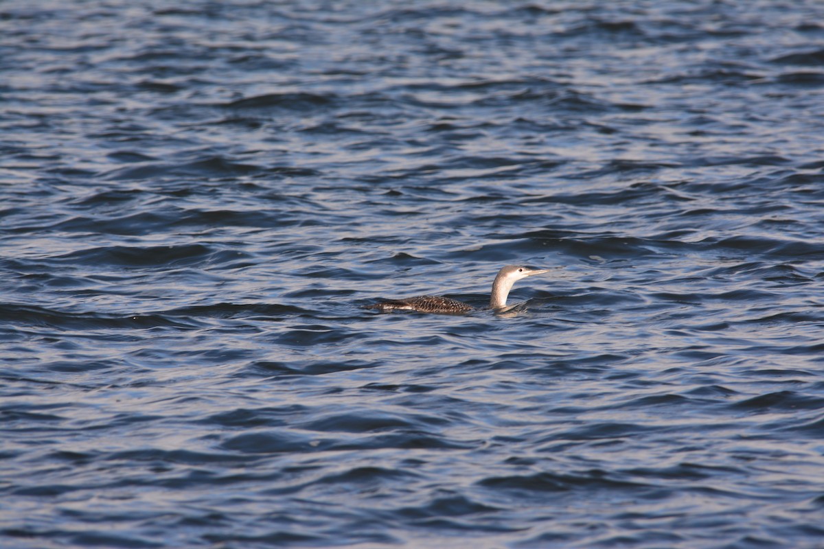 Red-throated Loon - ML294937251