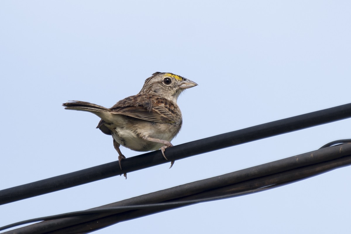 Grassland Sparrow - ML294938291