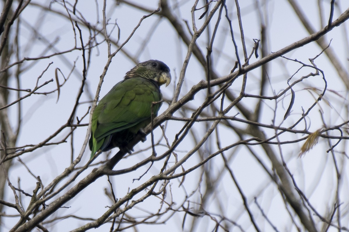 Scaly-headed Parrot - ML294941161