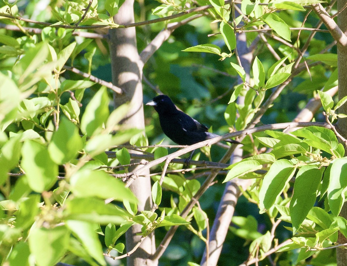 White-lined Tanager - ML294941701