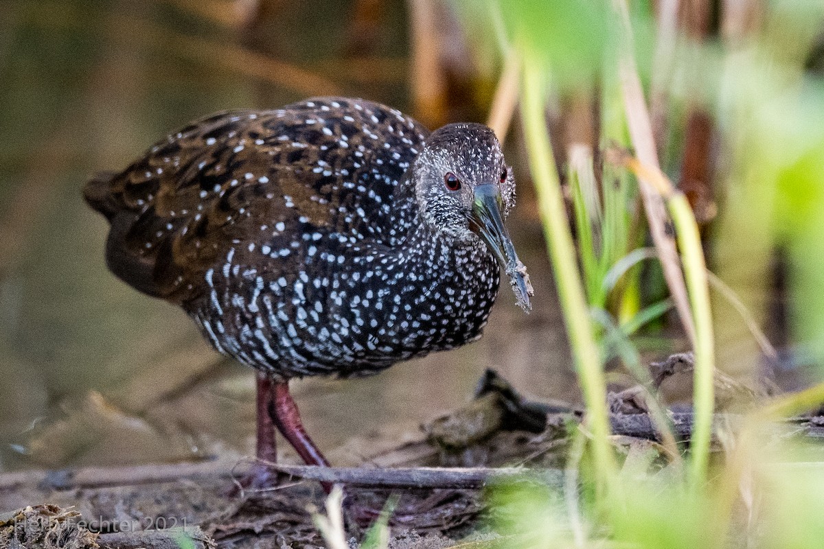 Spotted Rail - ML294947421