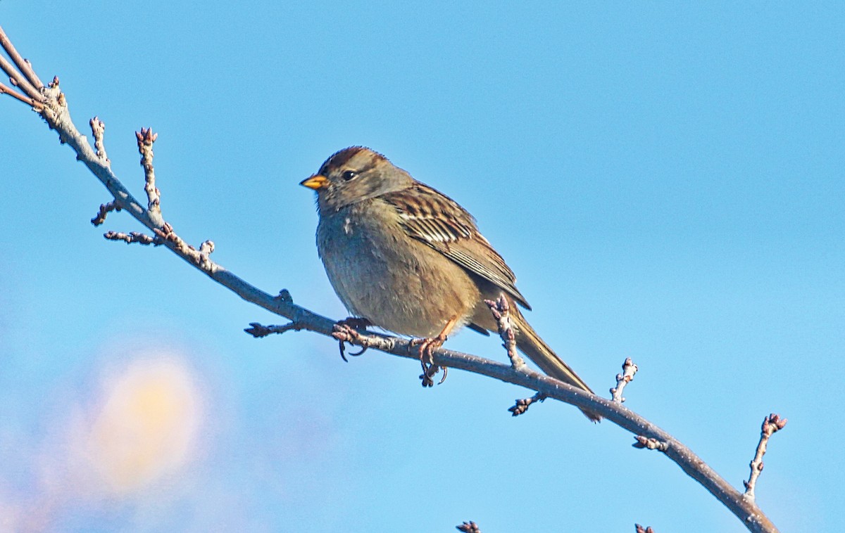 White-crowned Sparrow - Douglas Hall